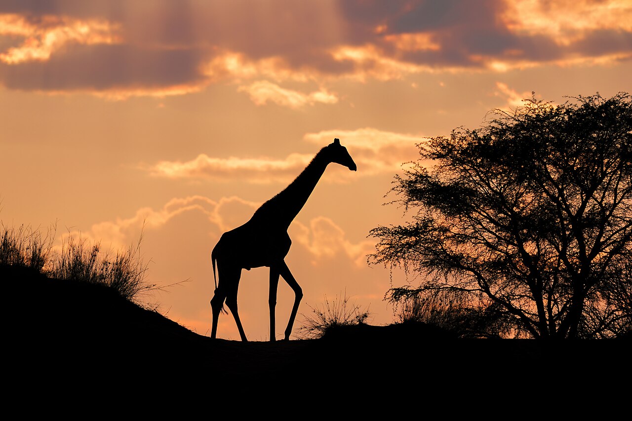The Desert